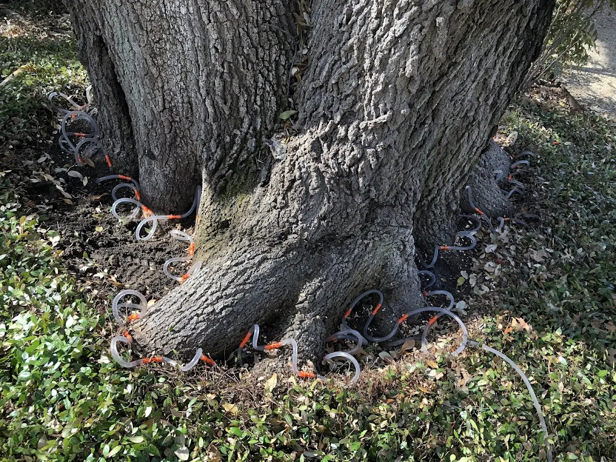 Detailed Tree Cabling and Bracing job site in Inverness