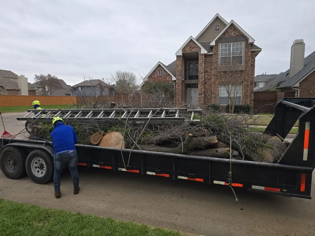 Expert Tree Removal with proper safety equipment in Inverness